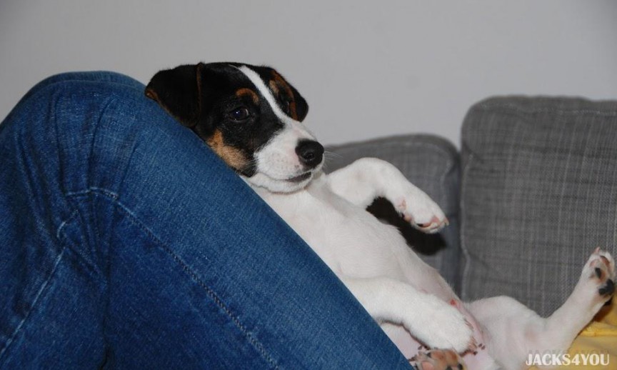 pedro (1)